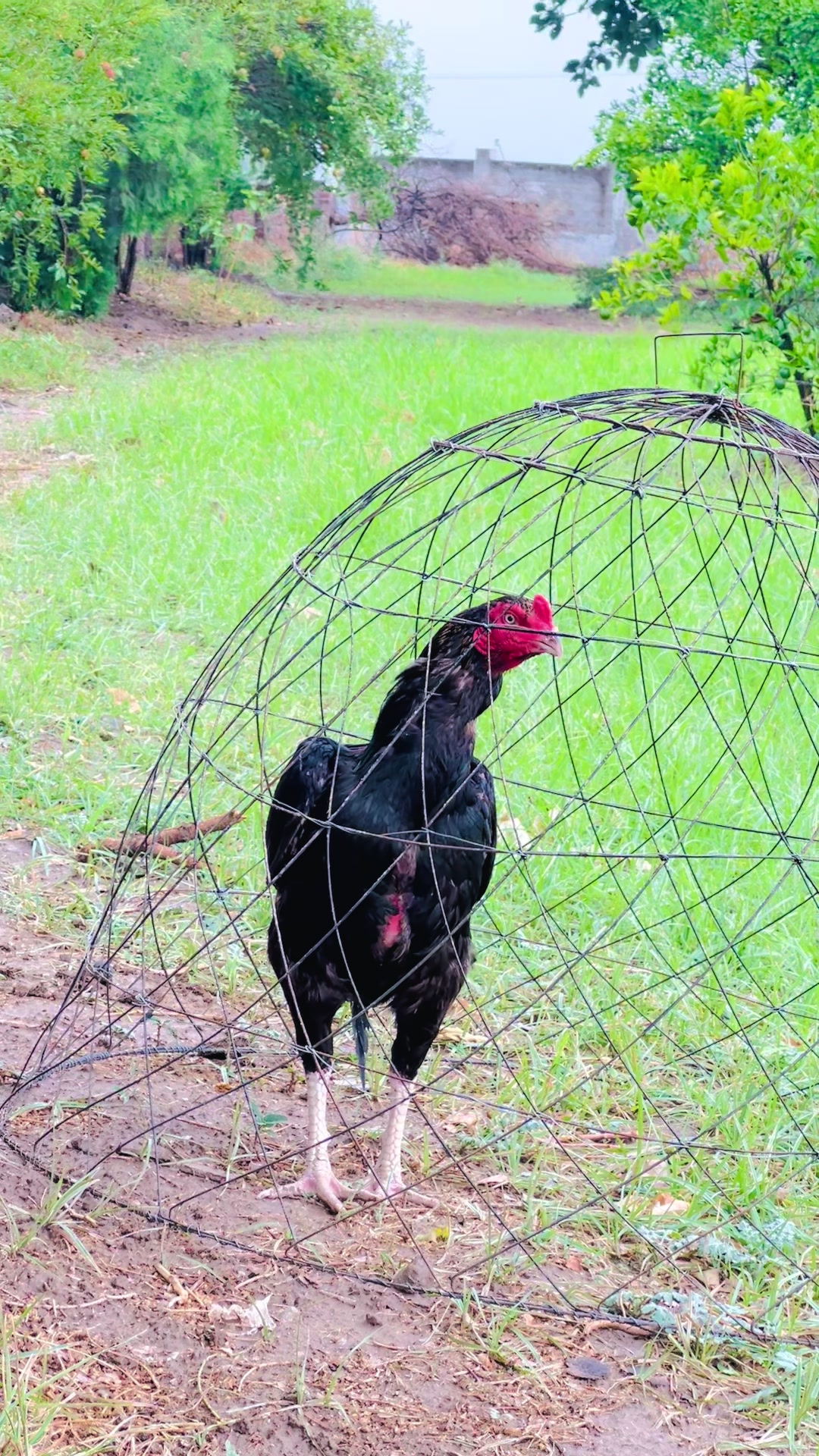 @Aseel 🐓