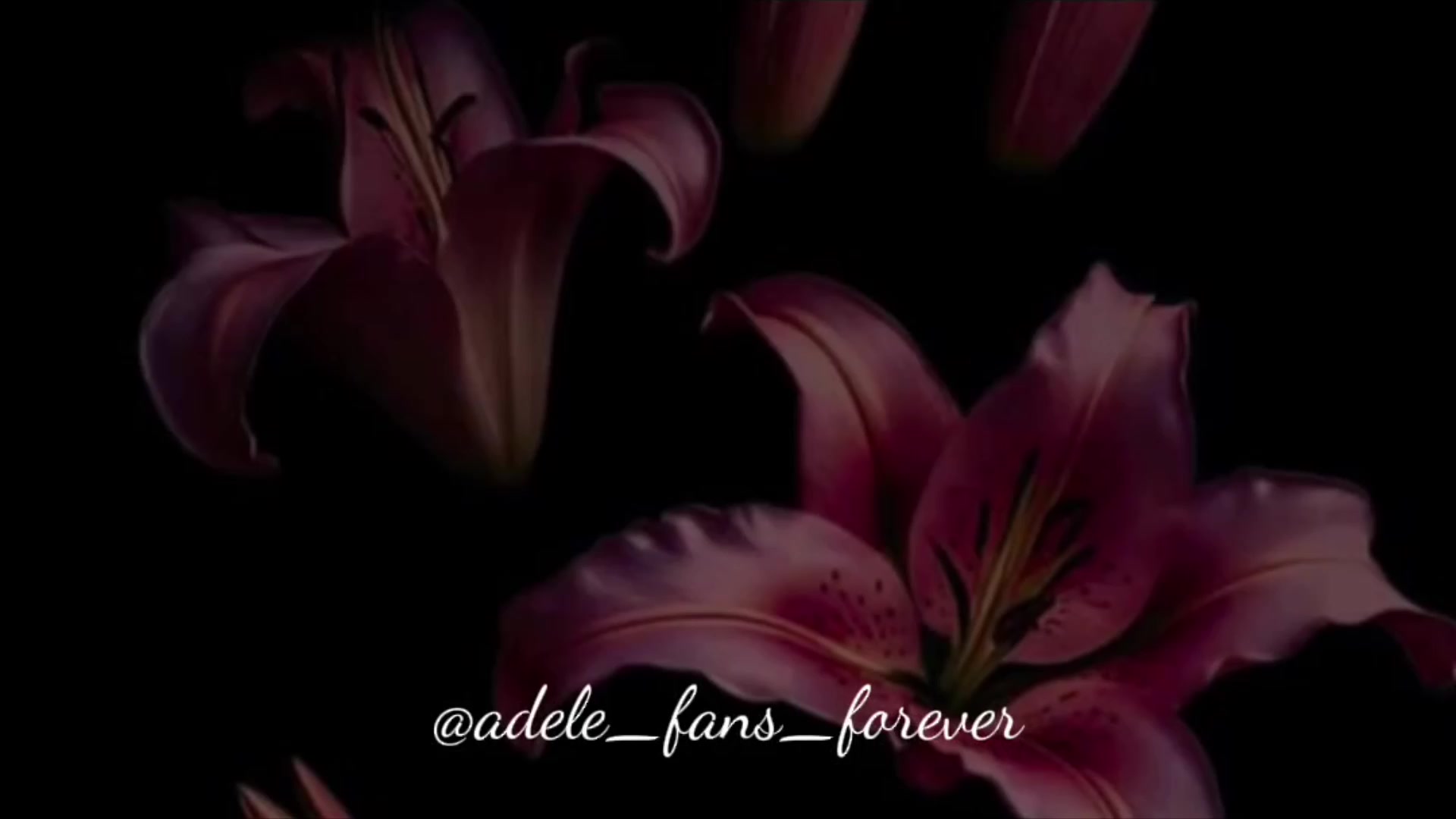 @Adelefans