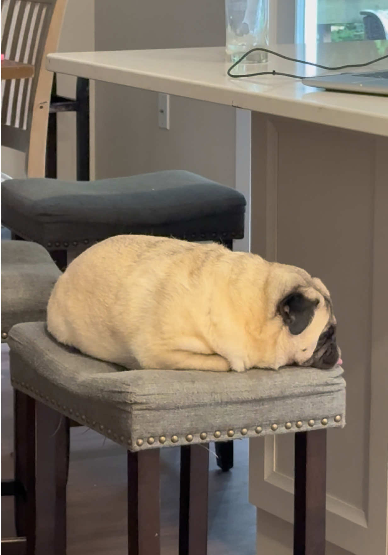 @PEARL - Quadruple-Amputee Pug