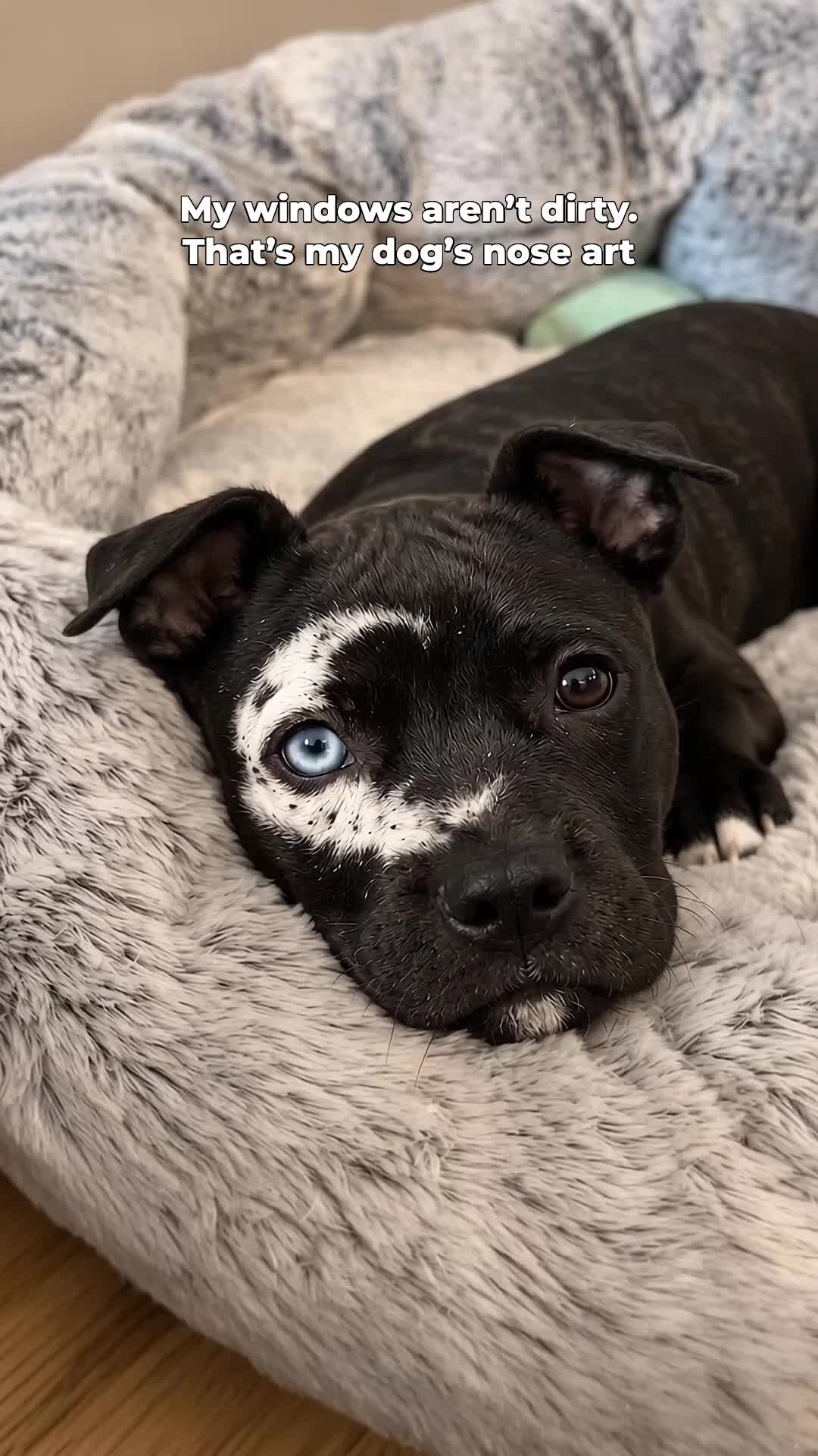 @moonfetches