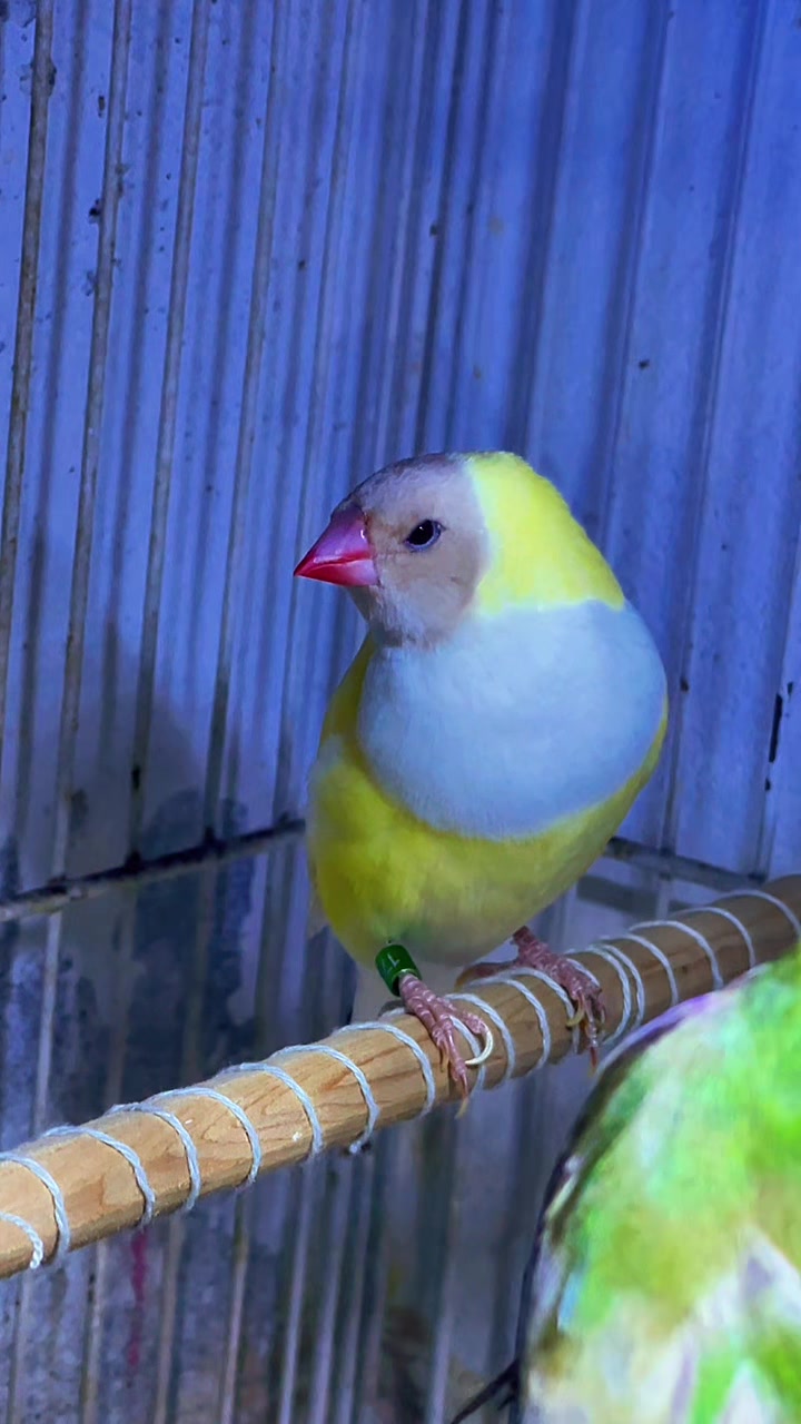 @Lala Aviary