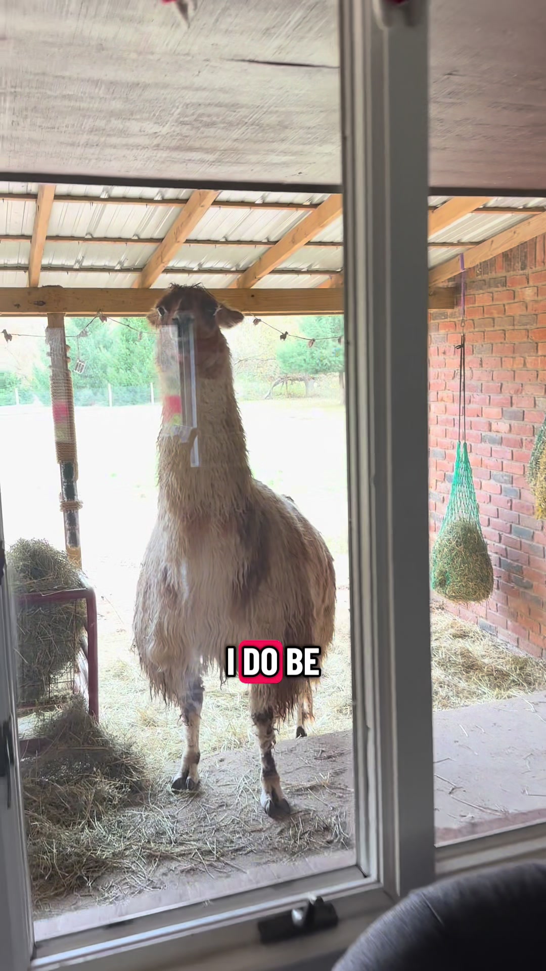 @The Packing Llamas
