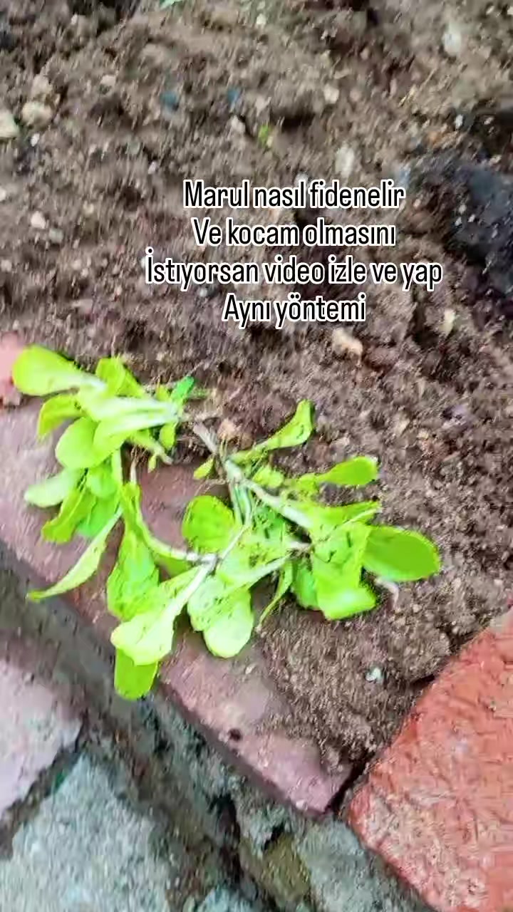 @&ouml;zlem g&uuml;ler