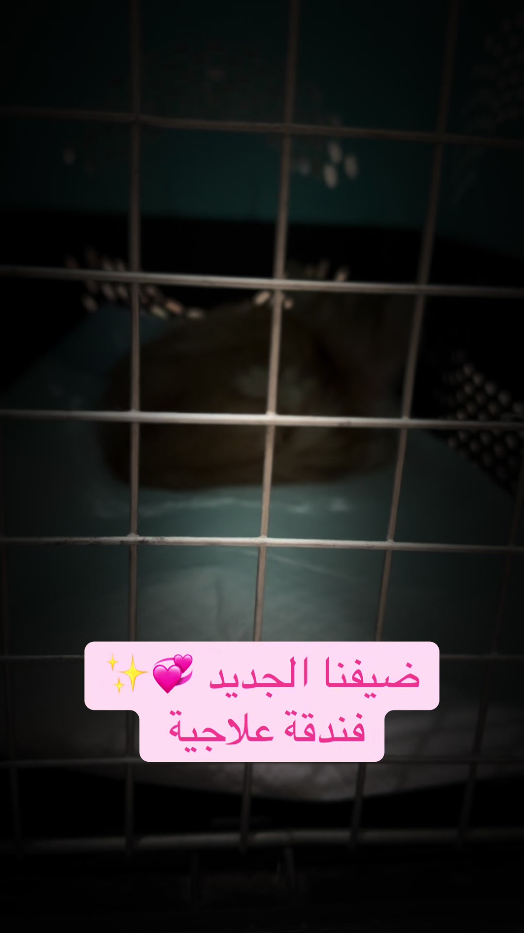 @لولو الحسني🇸🇦🫀