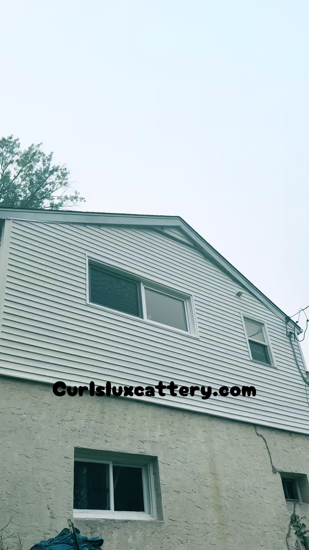 @Curlslux cattery!!๐บ๐ธ