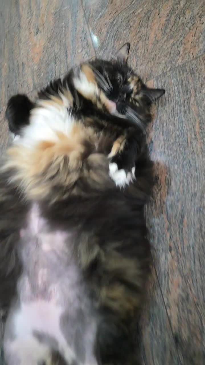 @GlaMurka🐈