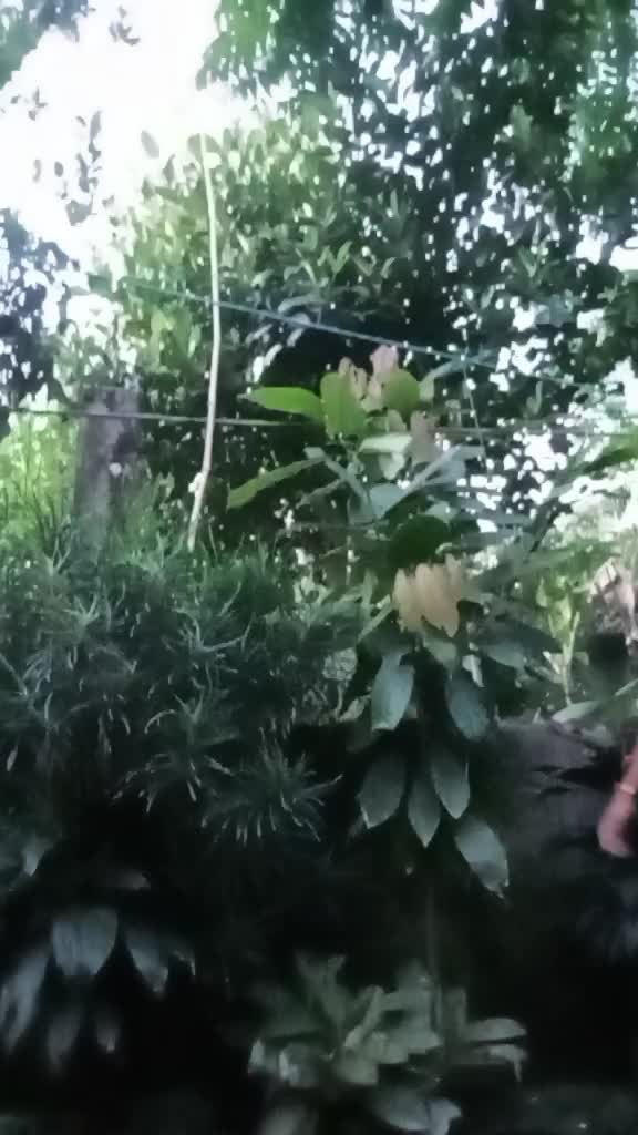 @merz
