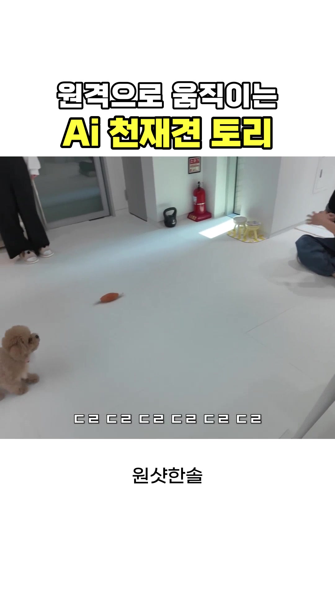 @원샷한솔🐶
