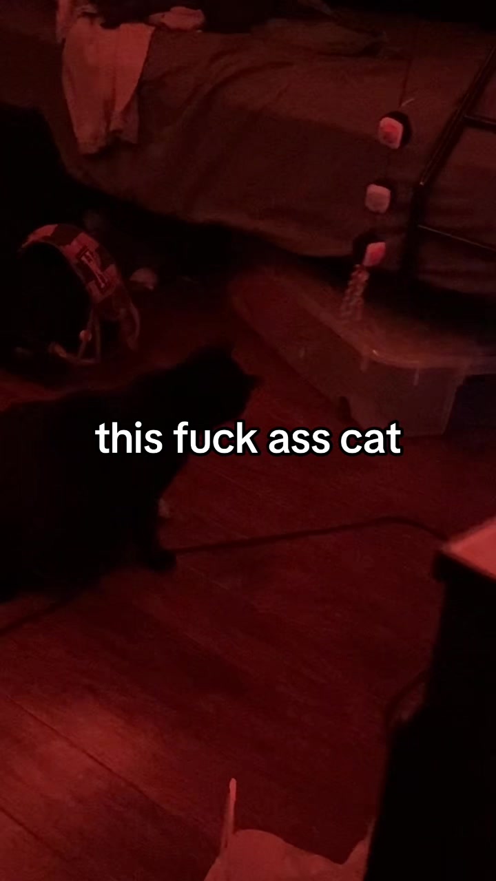 @little gremlin