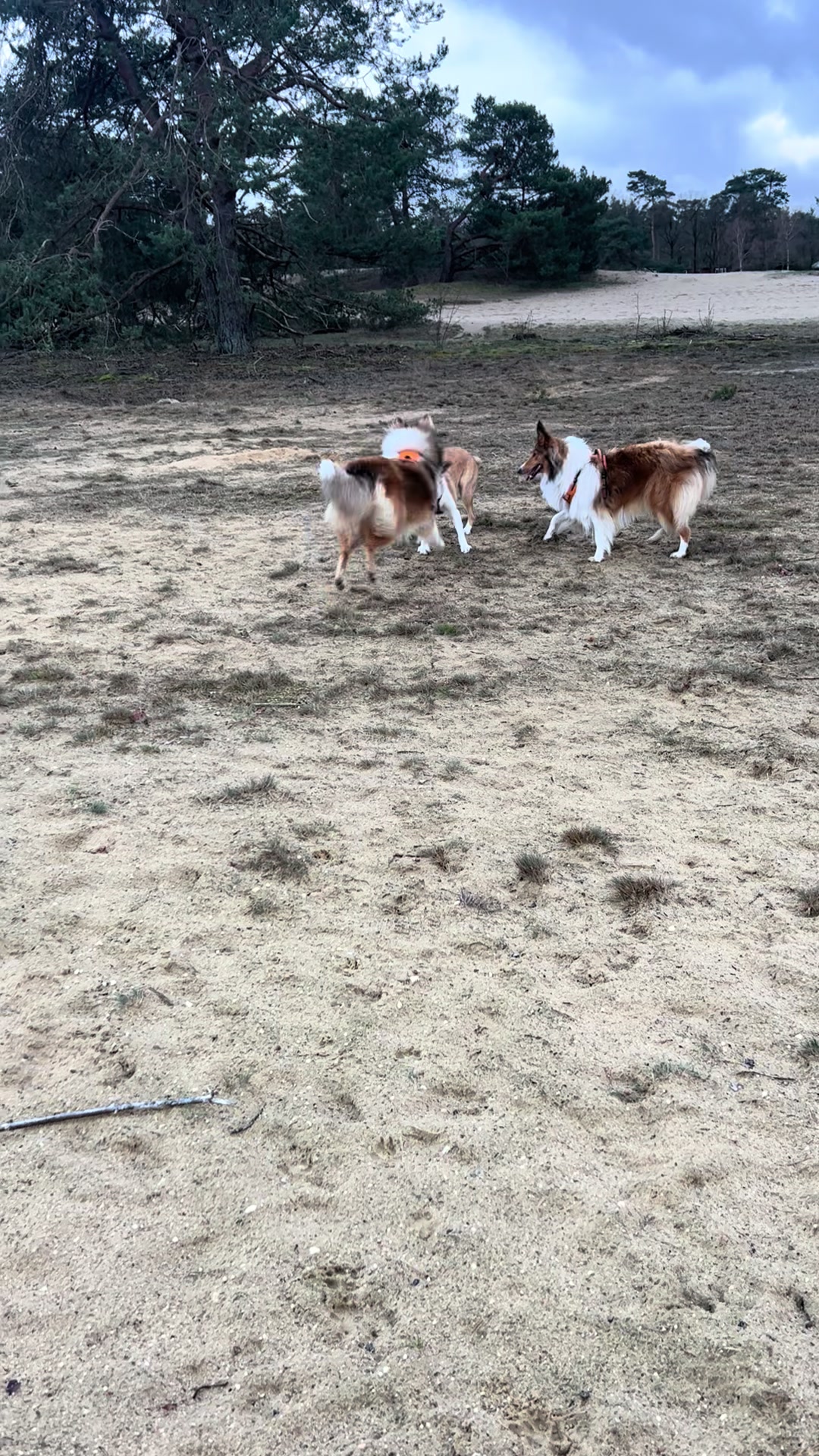 @Collies❤️