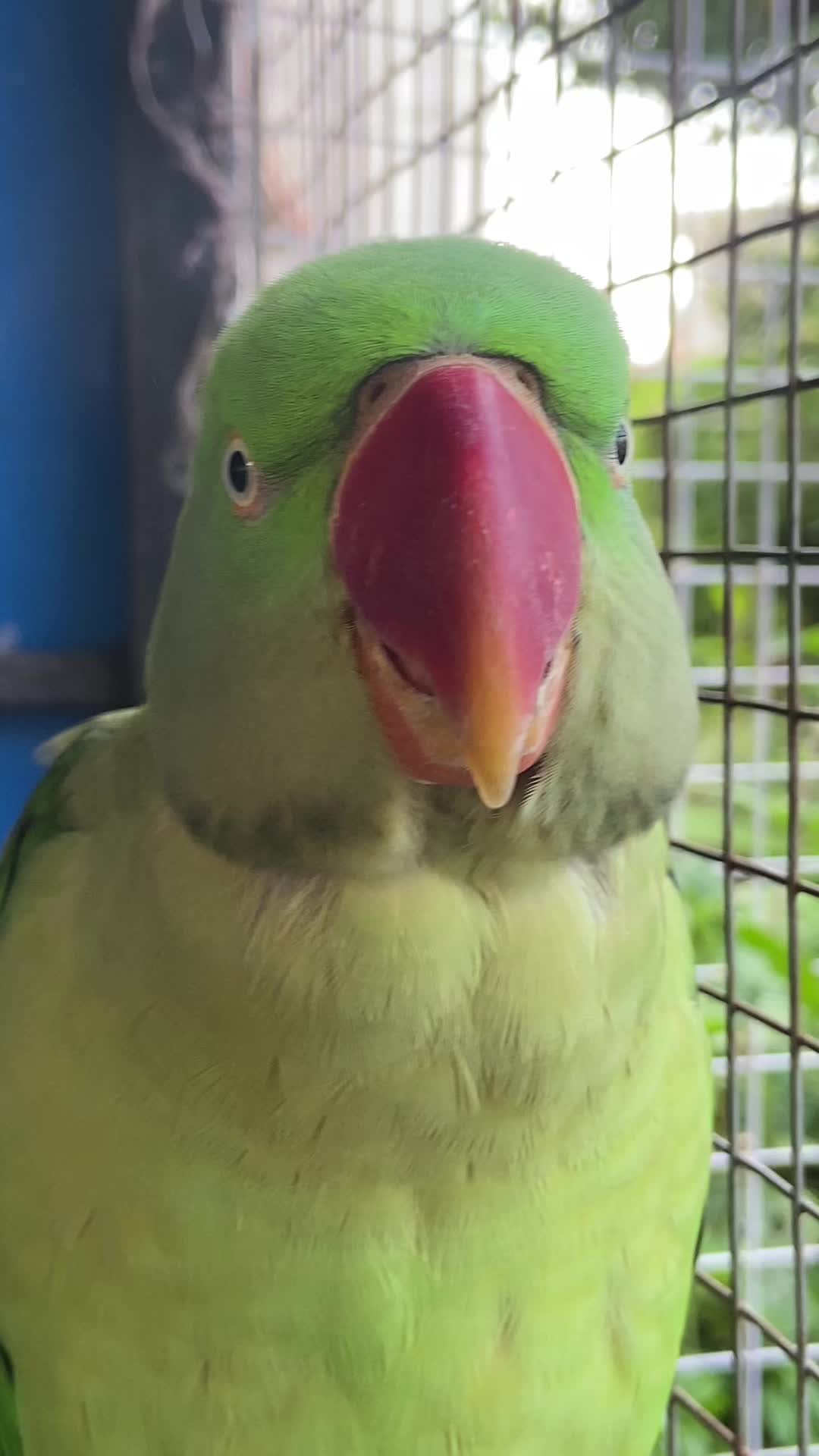 @Chatteringbeaks