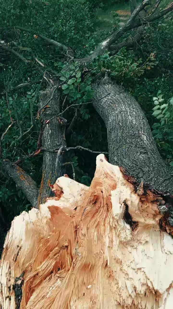 @кишка ссср