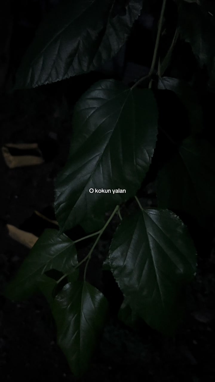 @𝓞.