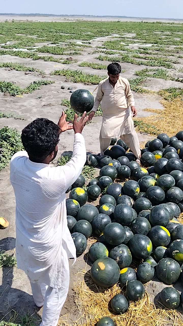 @shahbaz Punjabi 0786