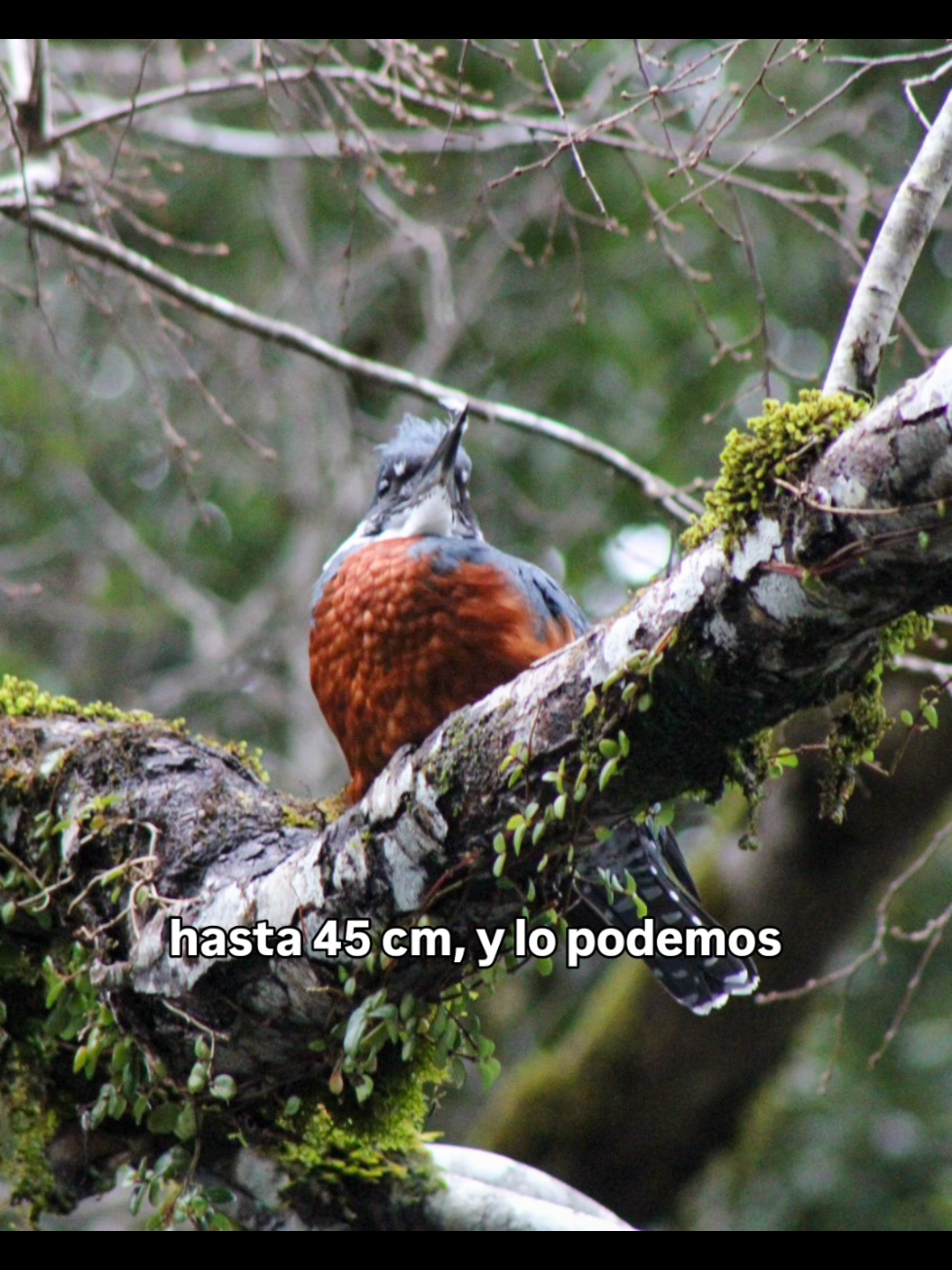 @Felipe_WildLife