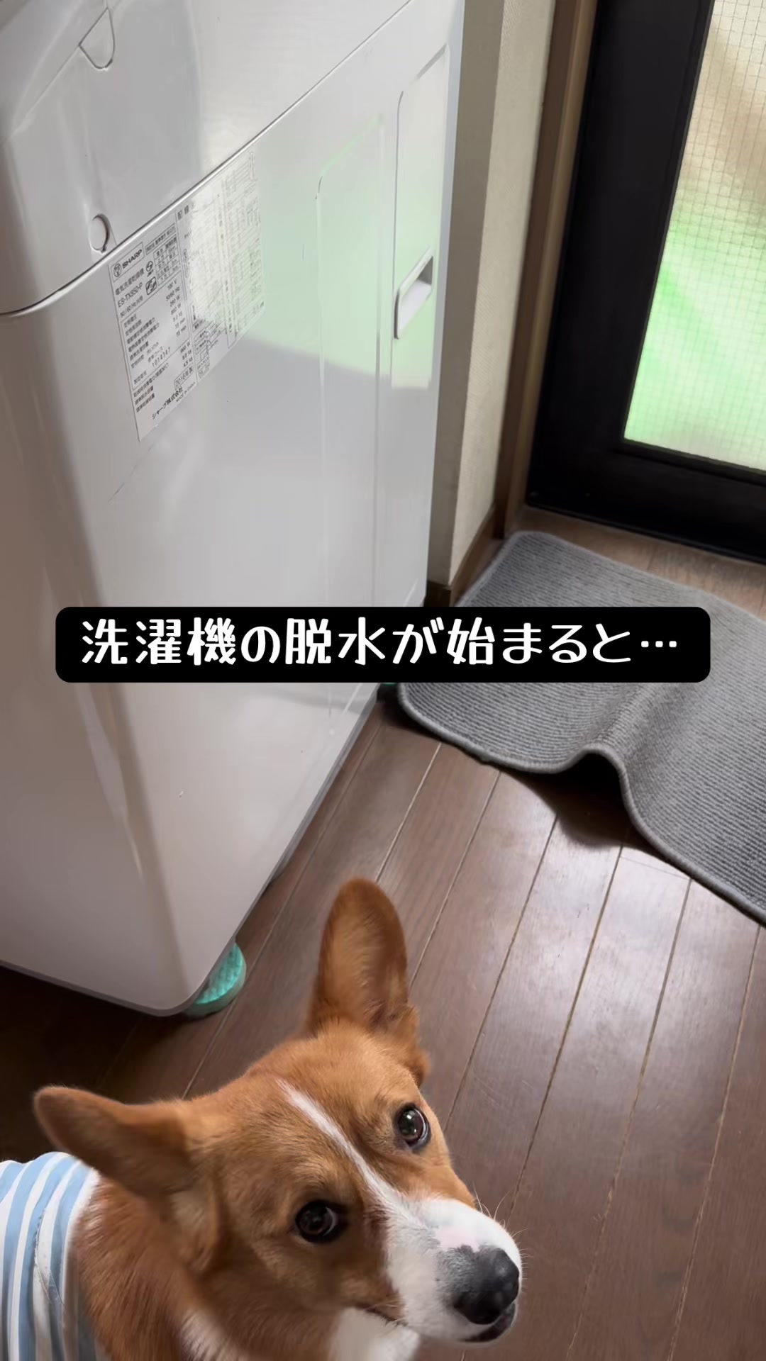 @みこぽん🌻🌻