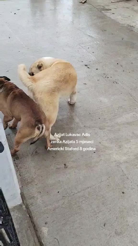 @Alabai Dogs Adis