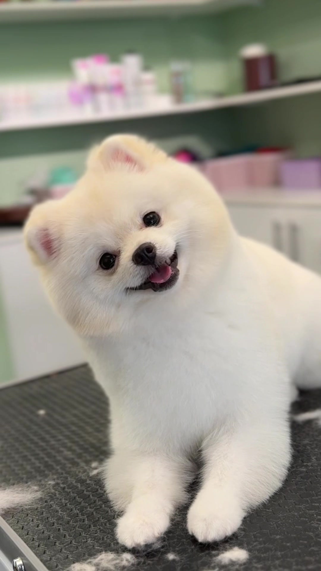 @@petstylistt