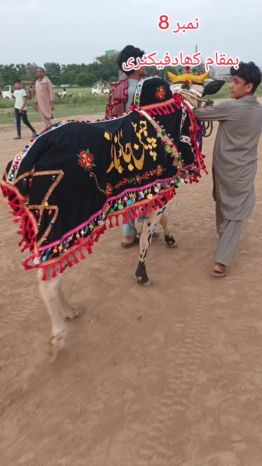 @ایا ڈنگی الہ