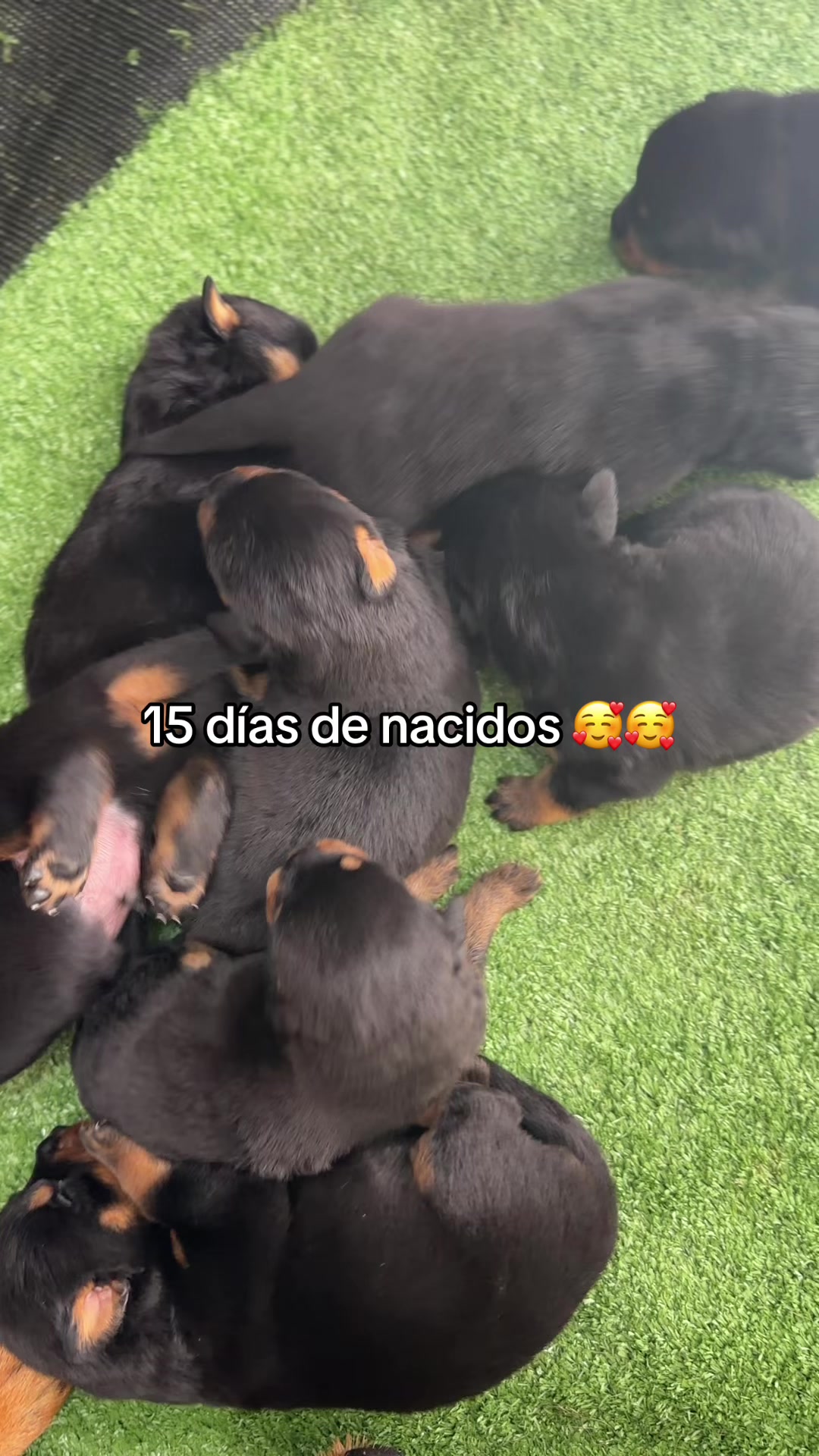 @I love DOGS