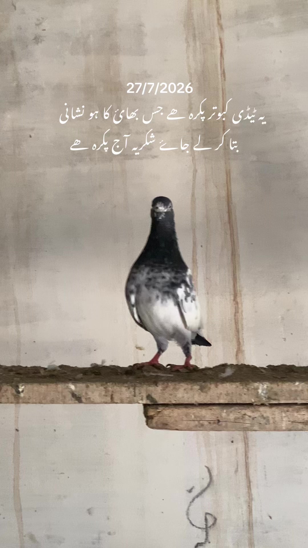 @hassnani68
