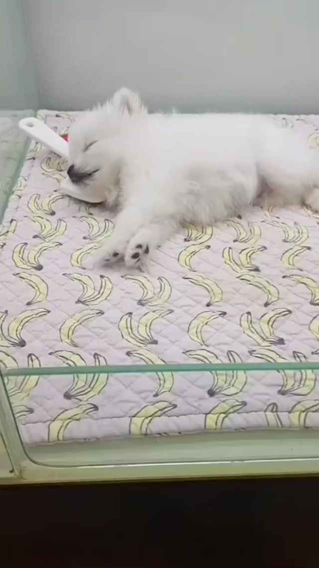 @Teacup puppies