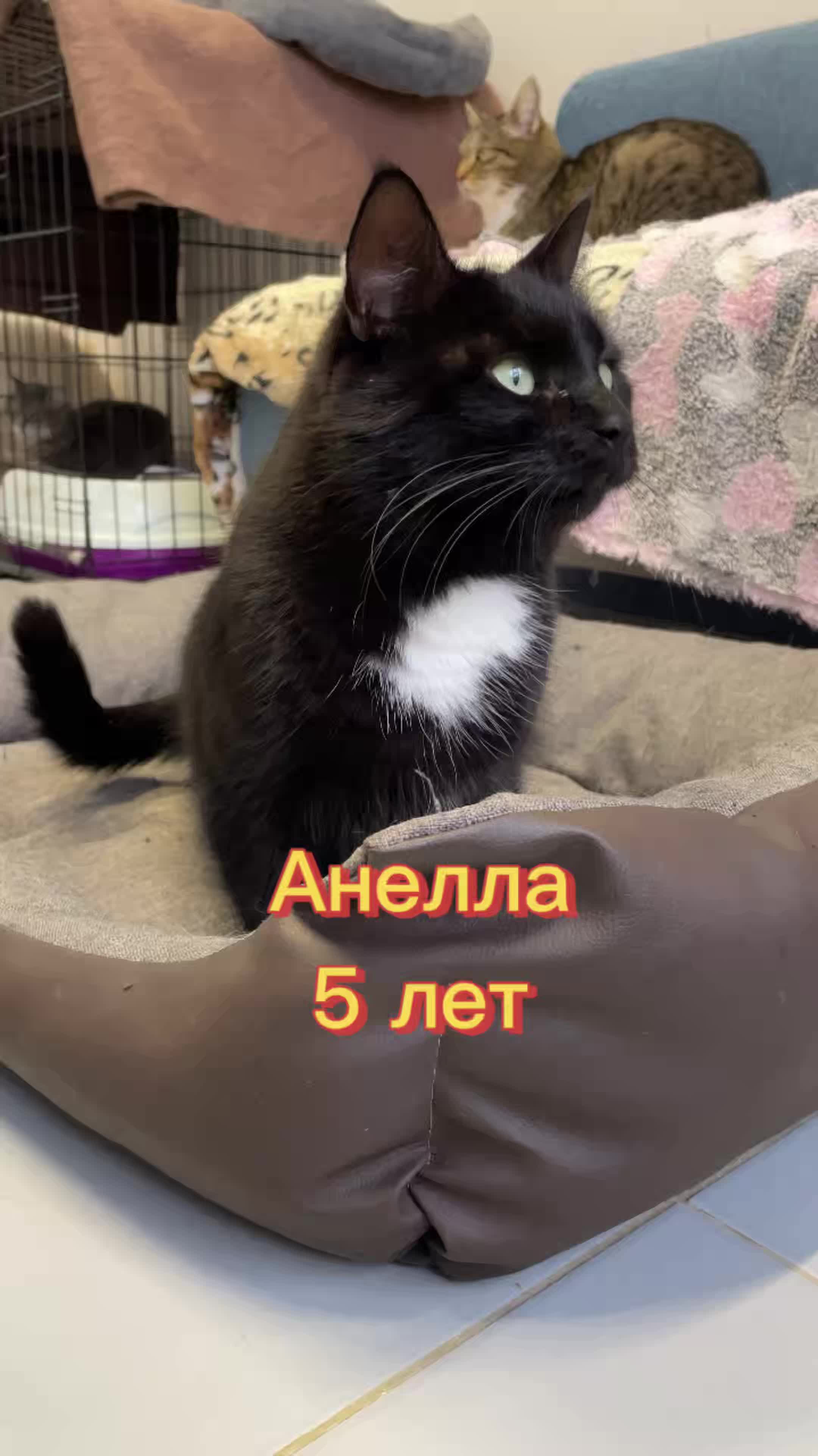@Приют Новый дом