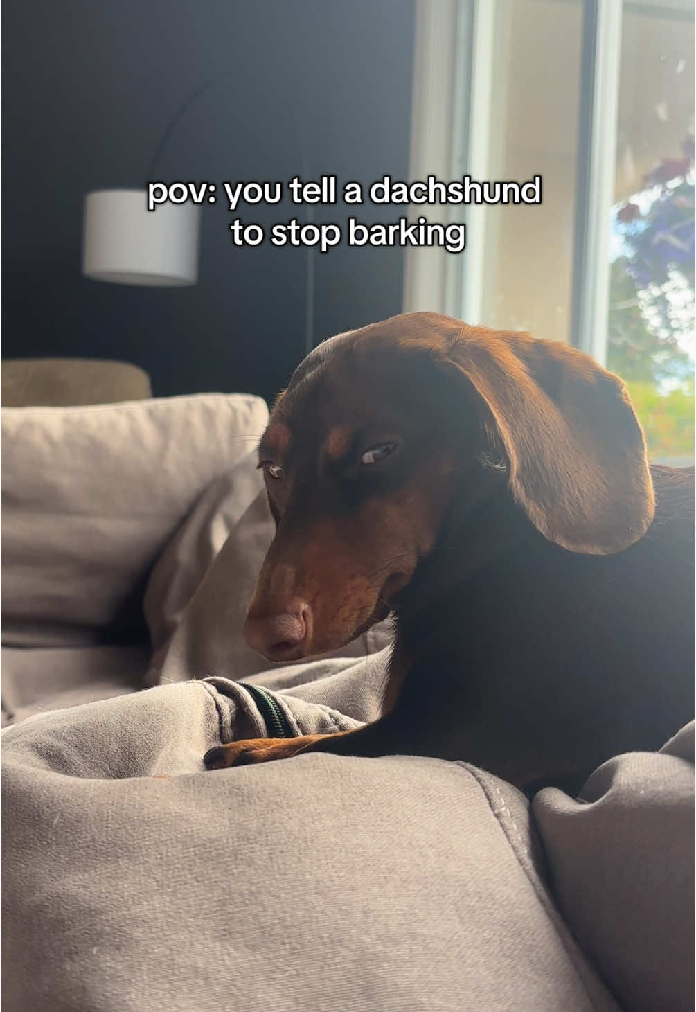 @rhubarb the doggo
