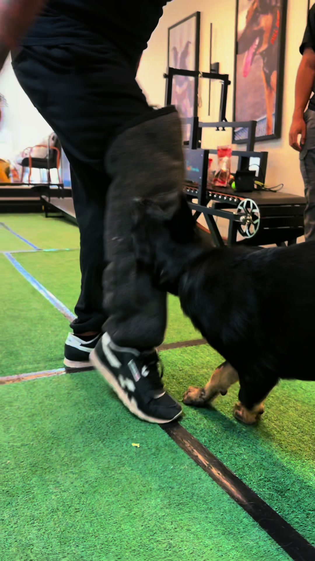 @Tactical K9s Dog Training