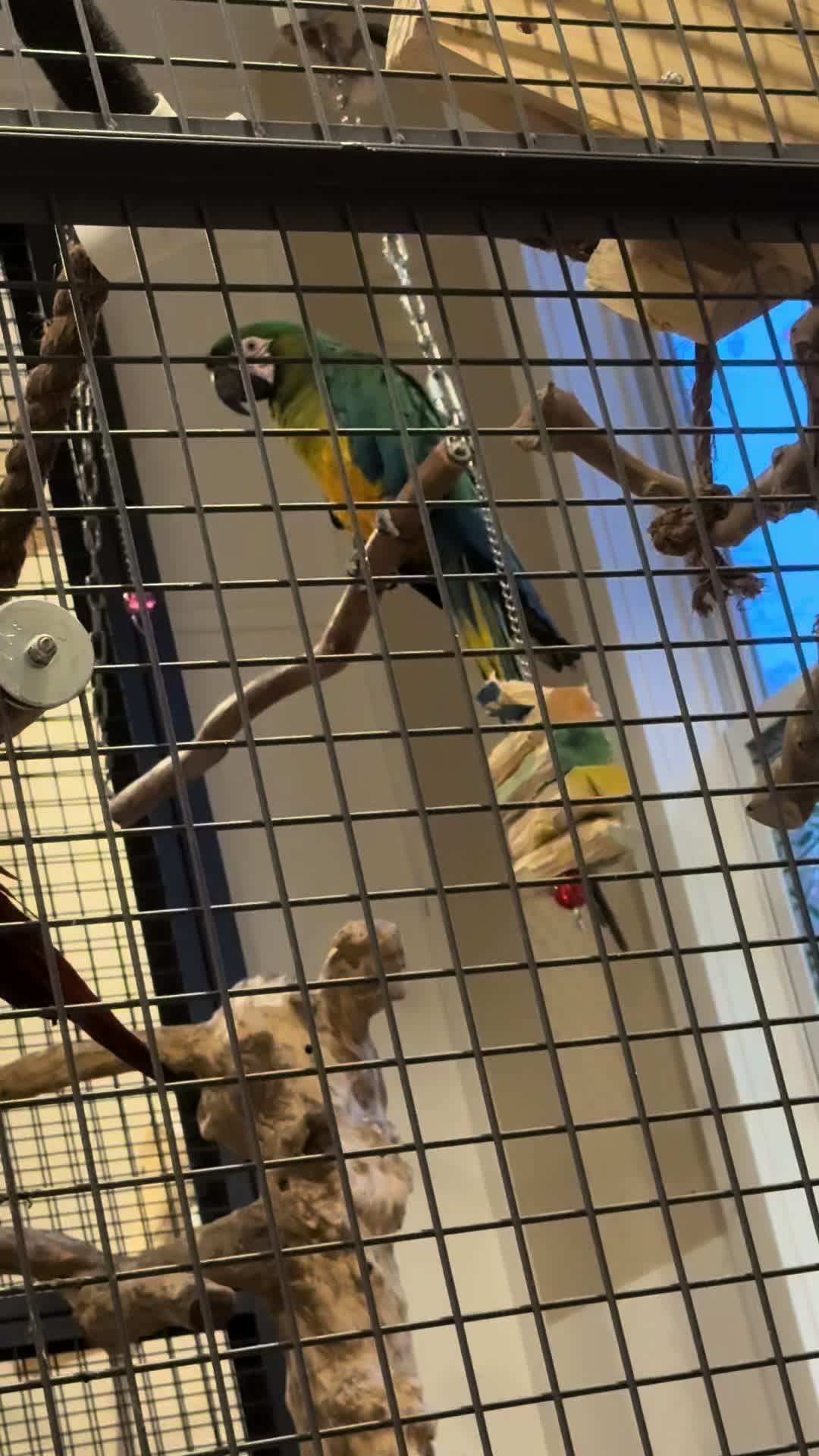 @thehinzoo
