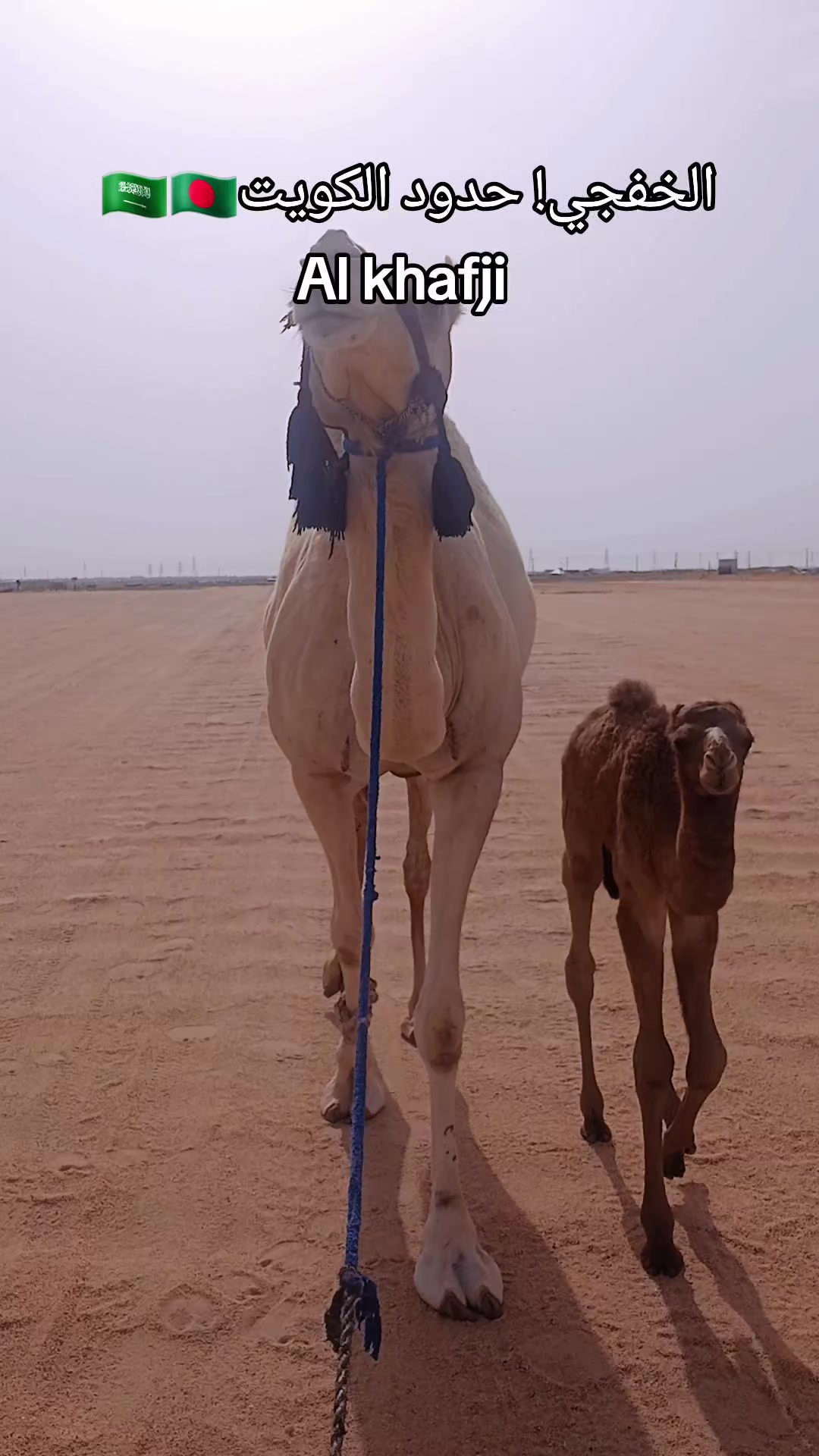 @T starTareq(Al Khafji)🇸🇦🇧🇩
