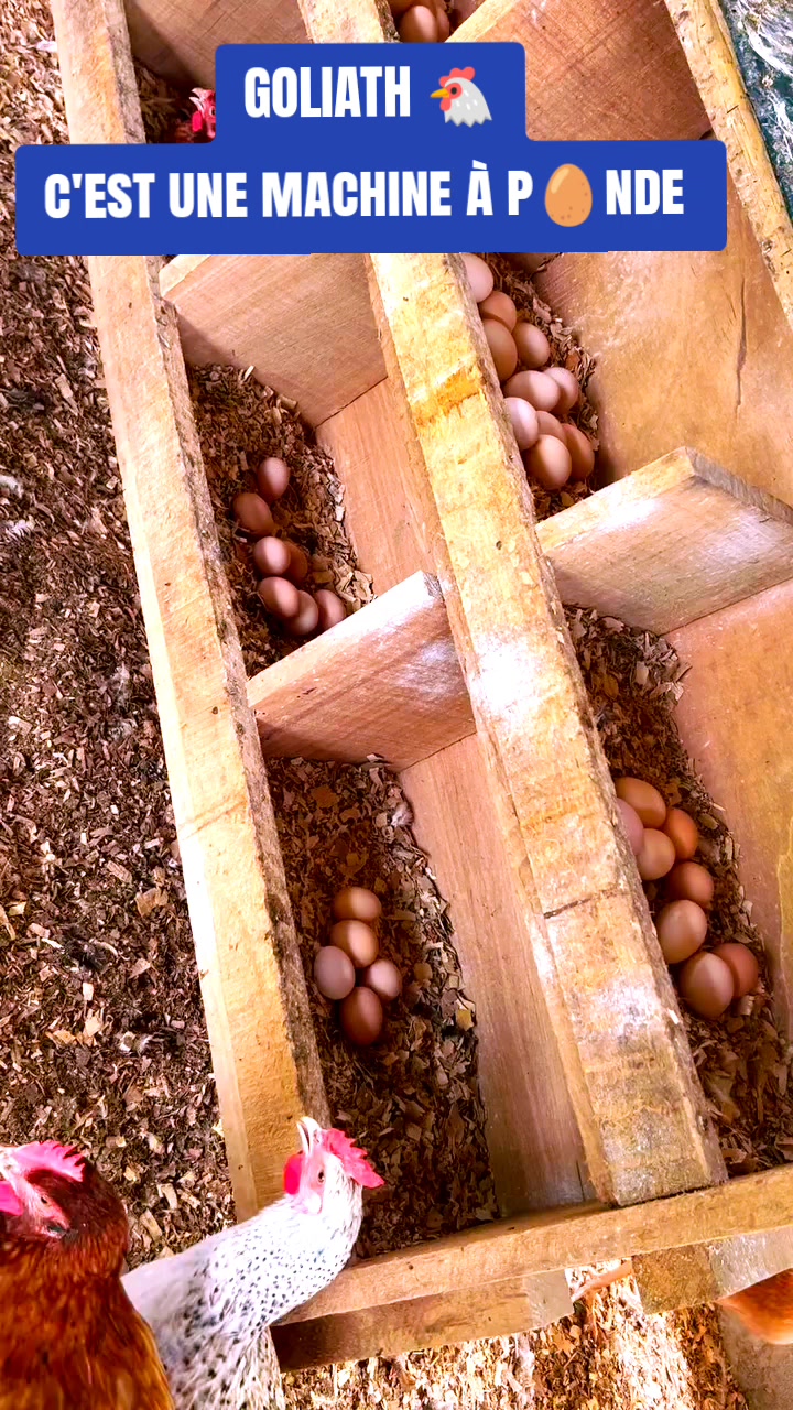 @NDIAYE-BREEDING 🐔