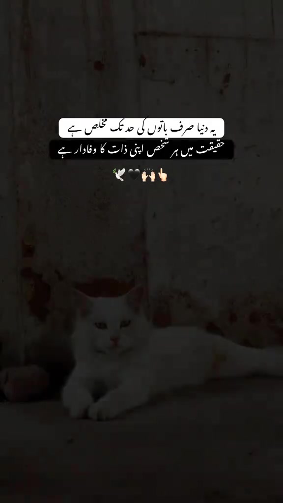 @Tayyab Khan