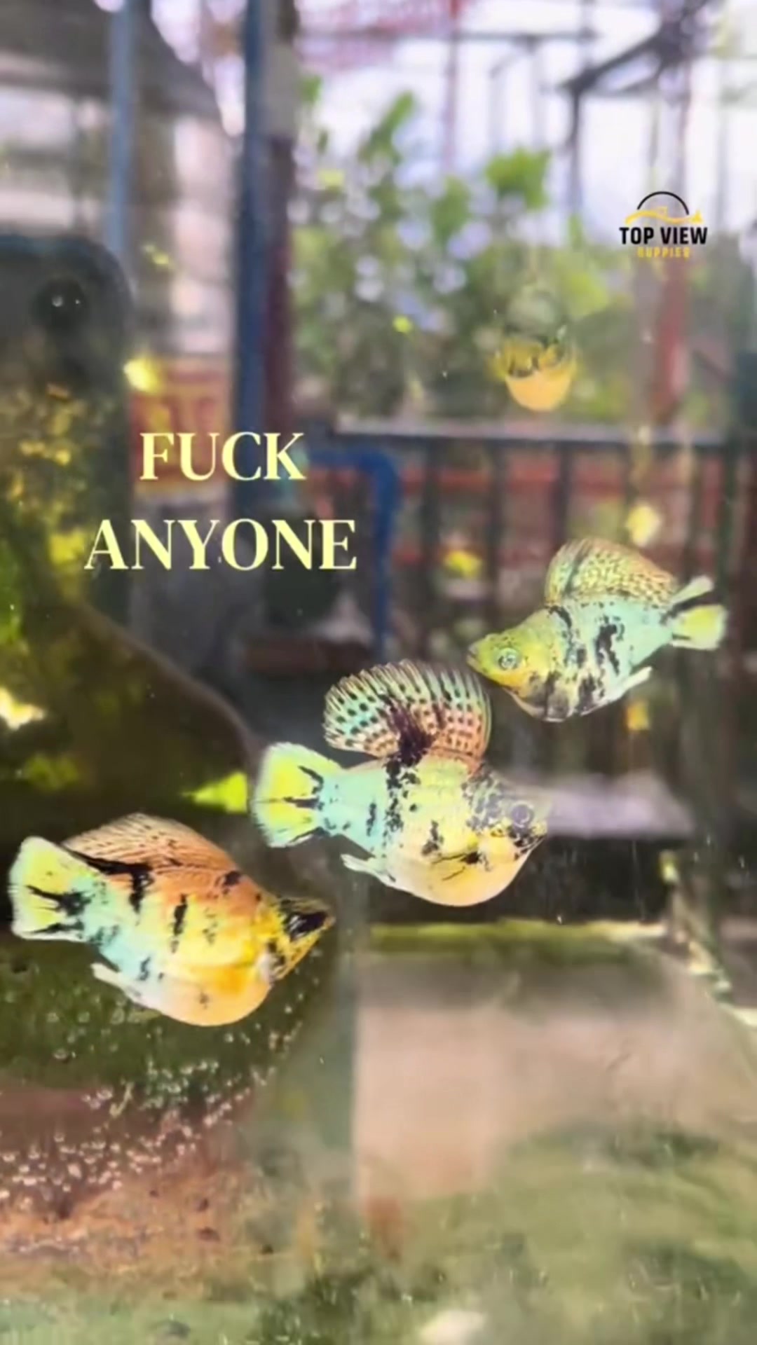 @TAKI AQUATICS