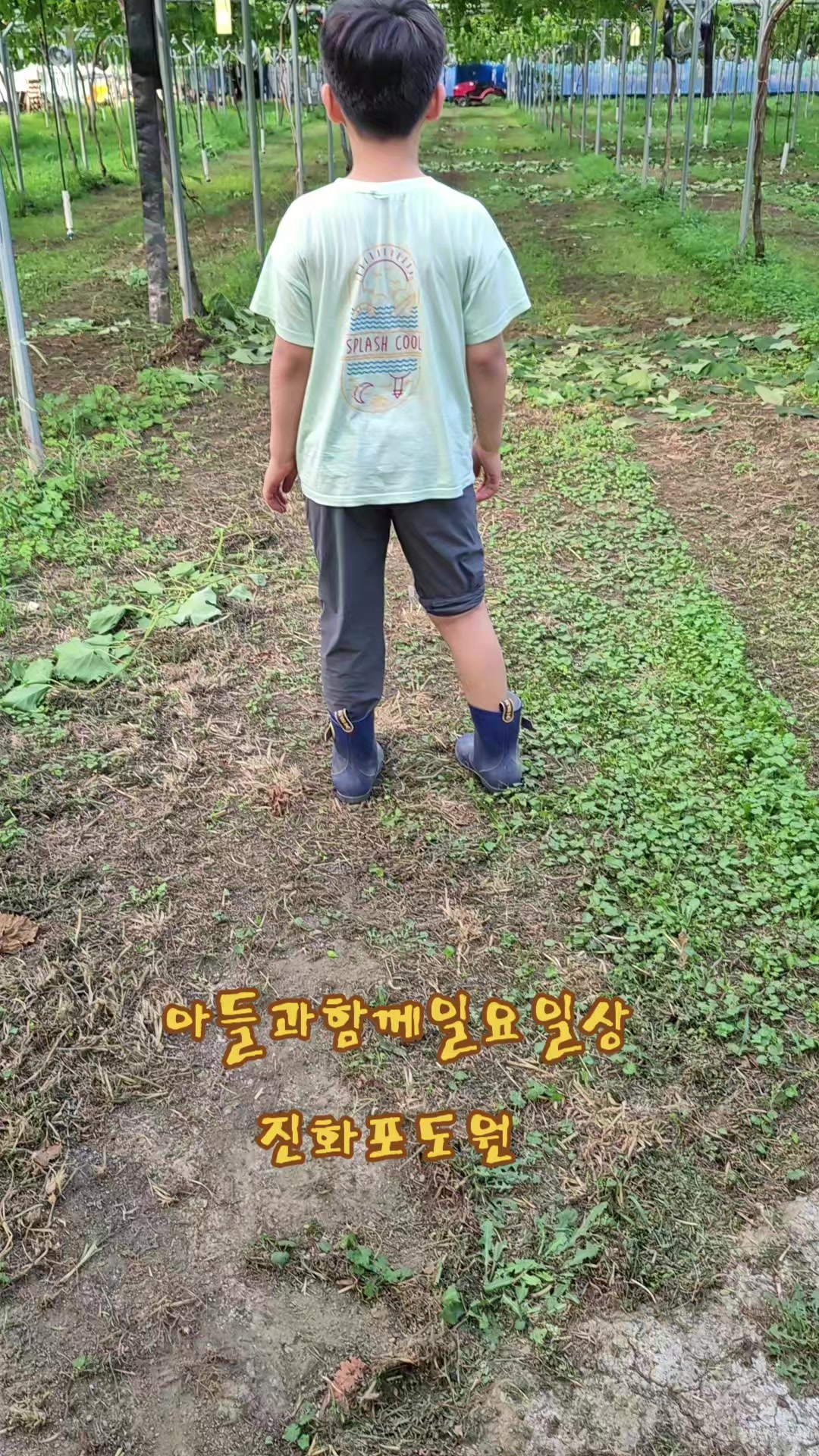 @진화포도원