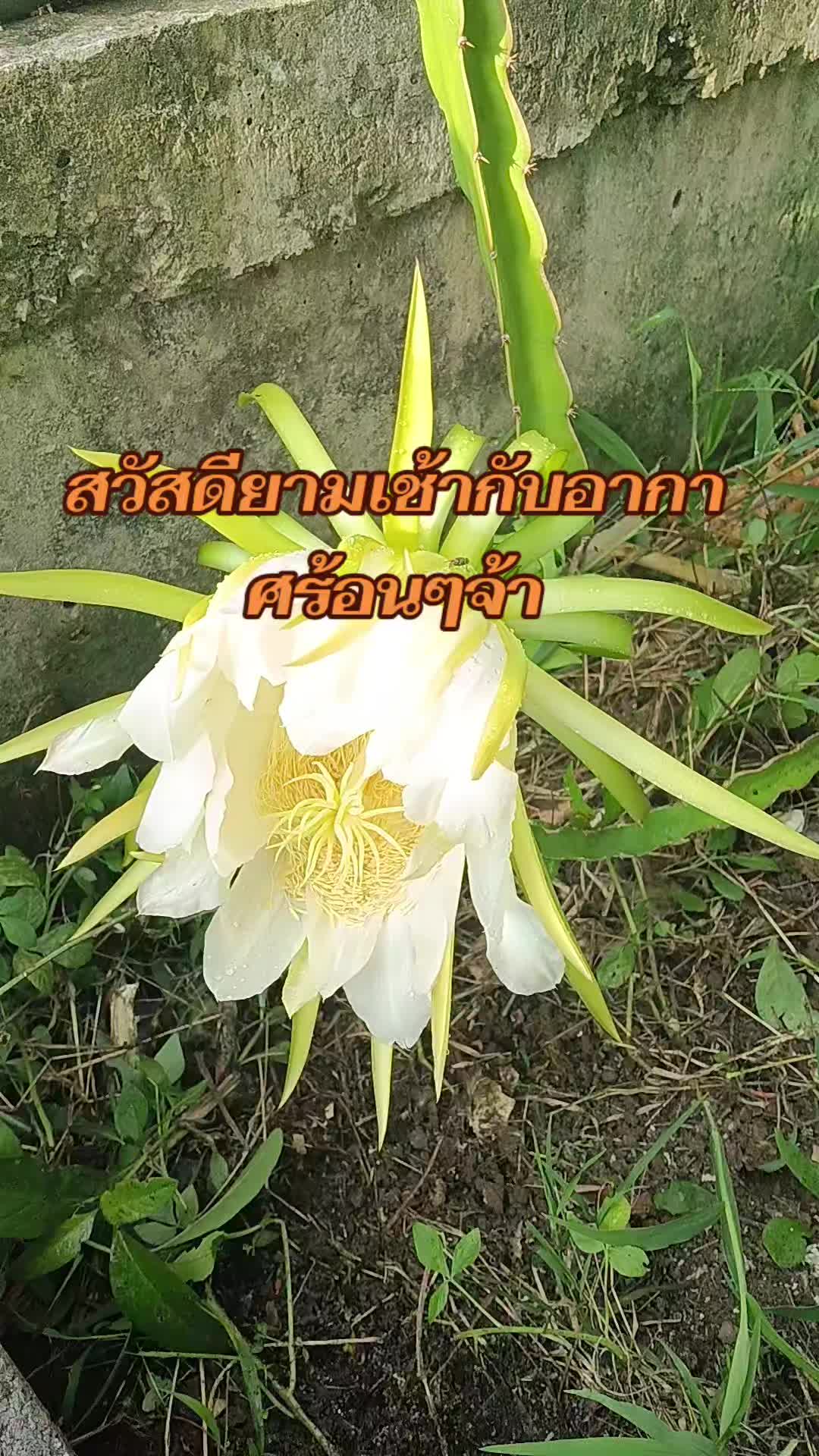 @pranee