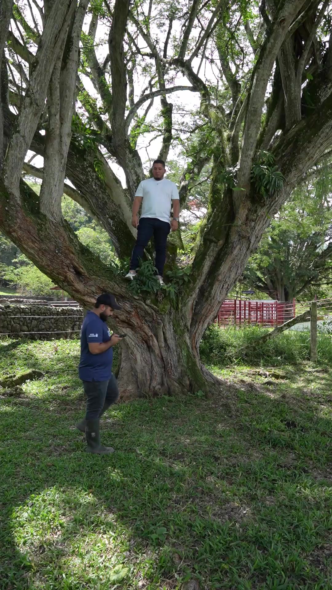 @La gloria ganadería