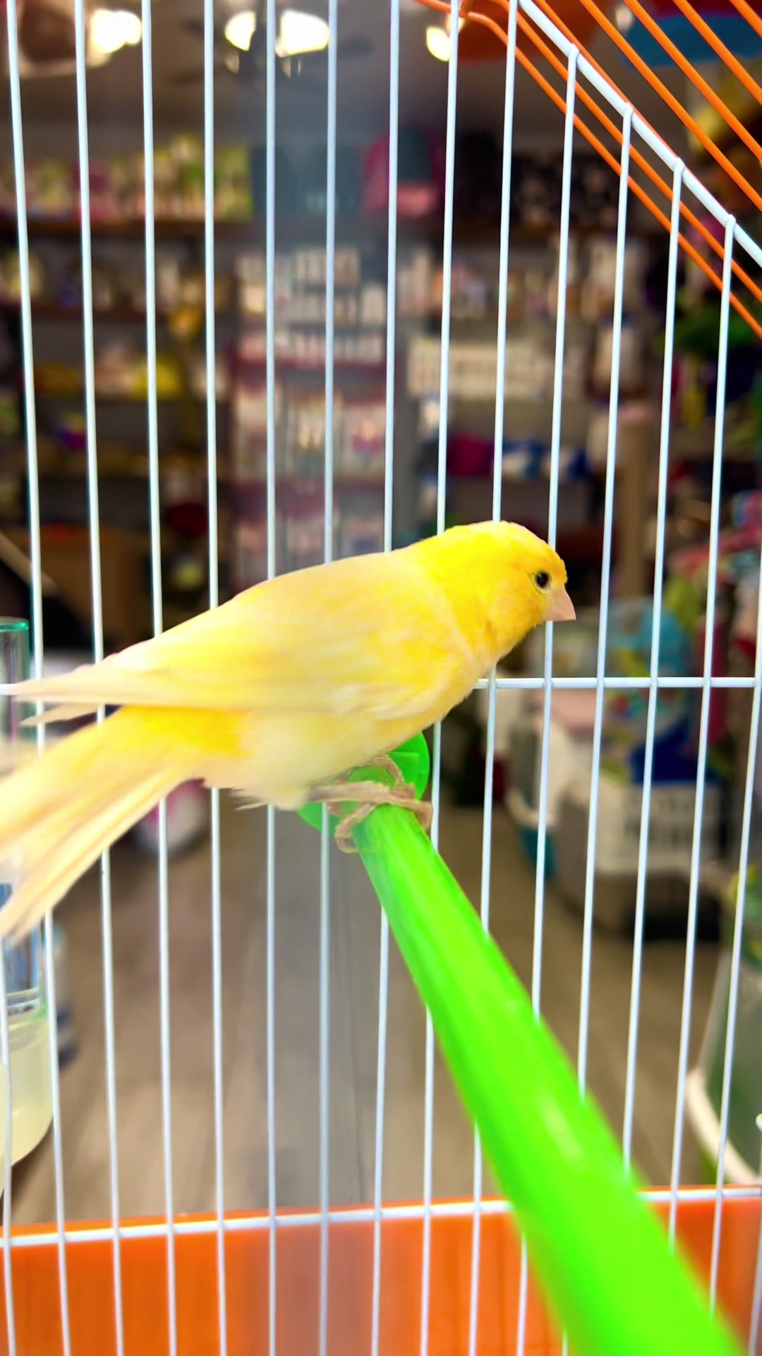 @PET SHOP KRISTI