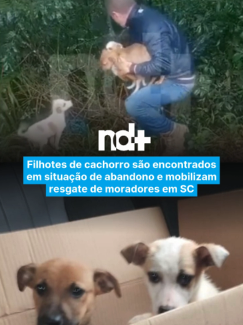 @portalndmais