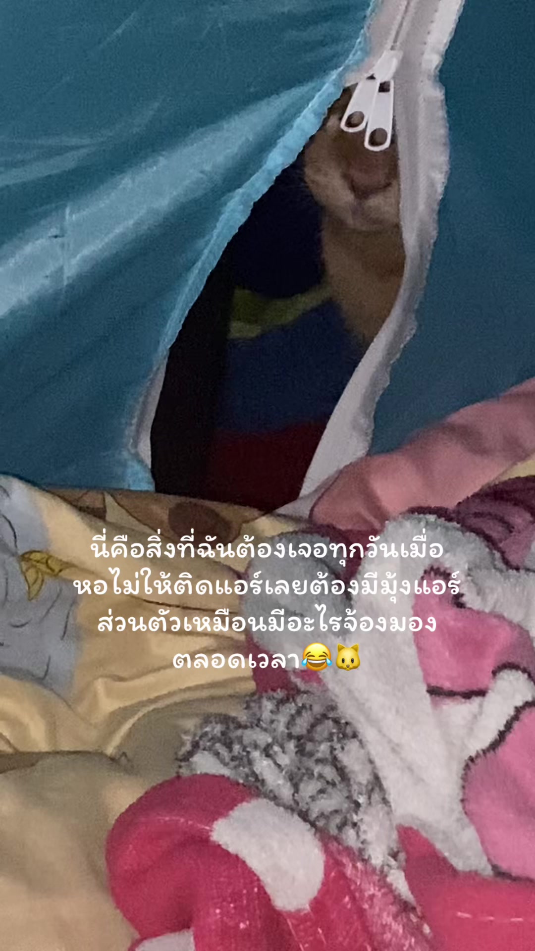 @ม๊ะมี๊ที่มีลูกเป็นแมวหนัก8โล🍒