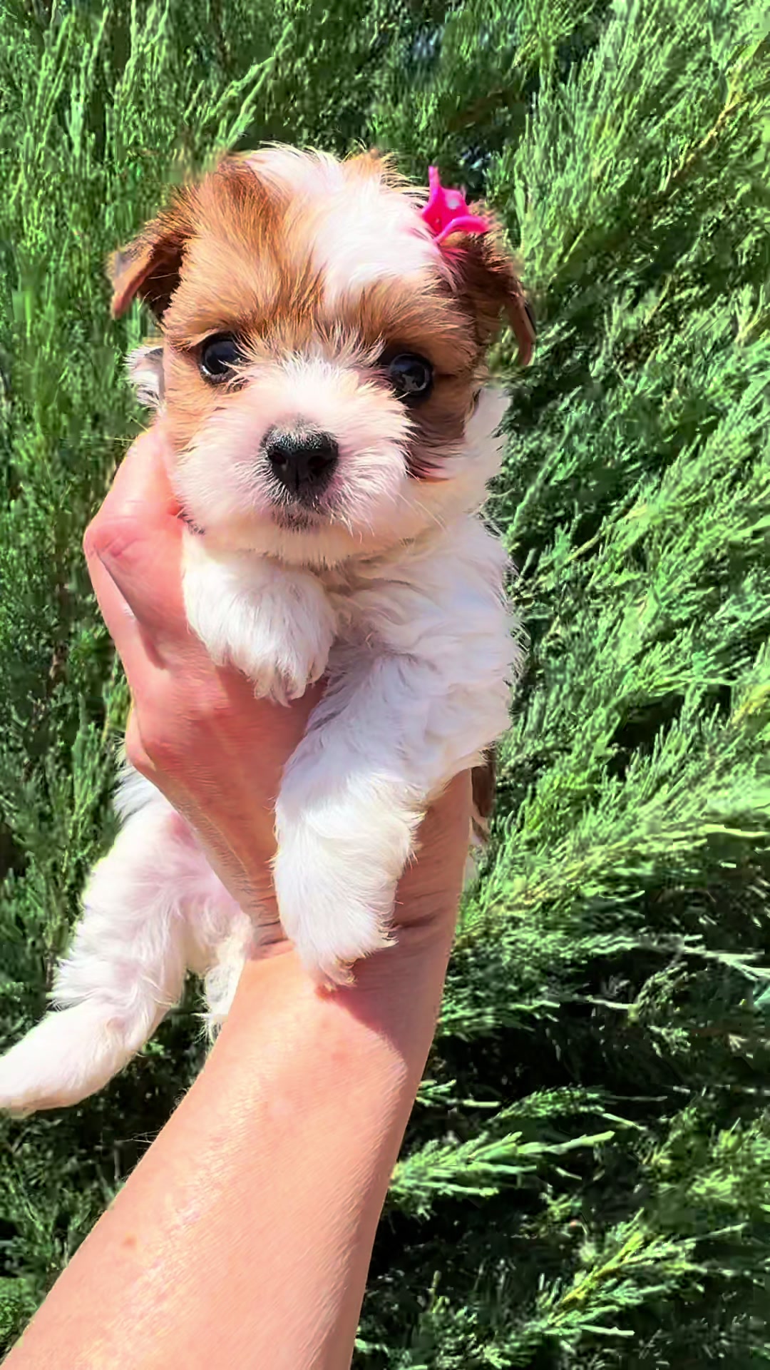 @Labrador_le_Grand