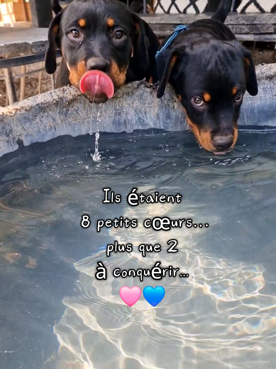 @Laetitia FACHETTi Rottweiler