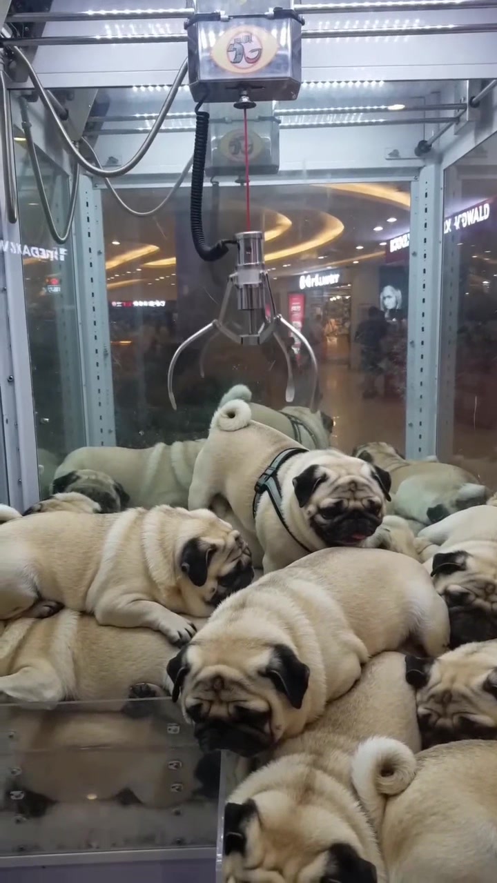 @Lucas The Pug