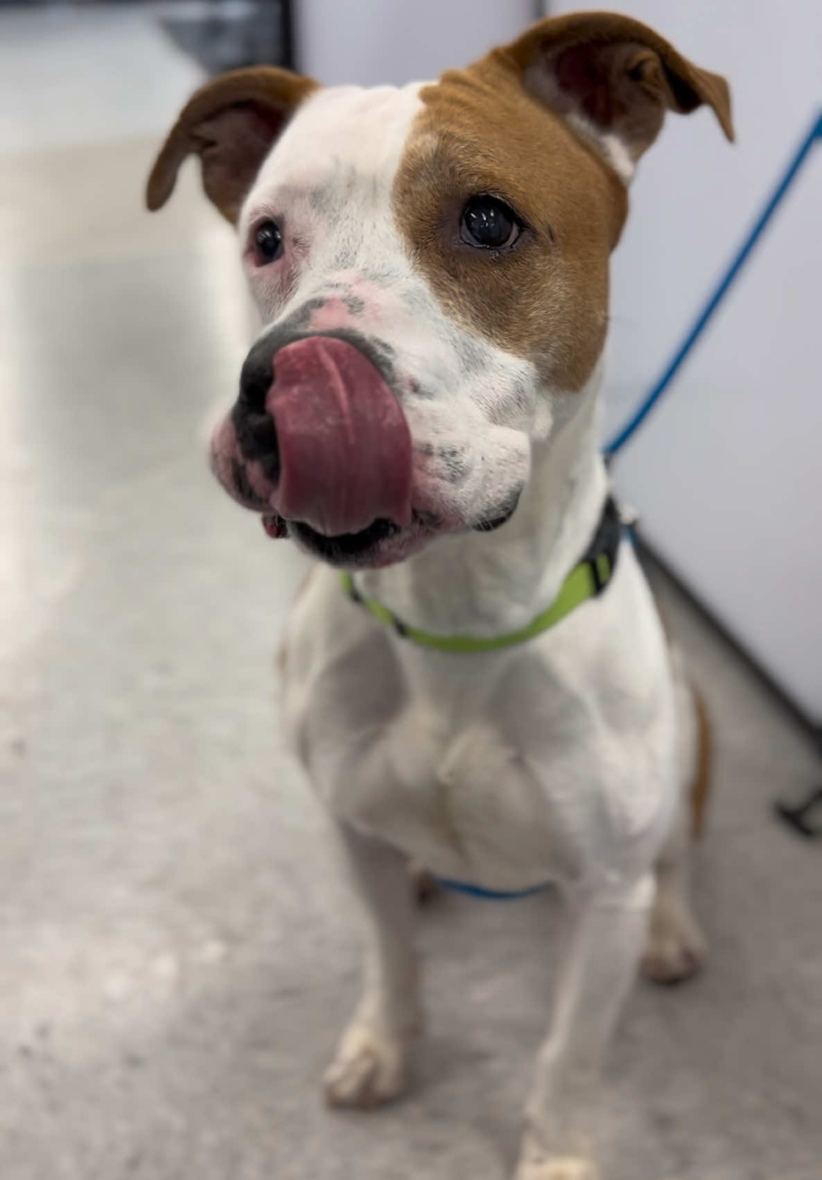 @Anchorage Animal Care Control
