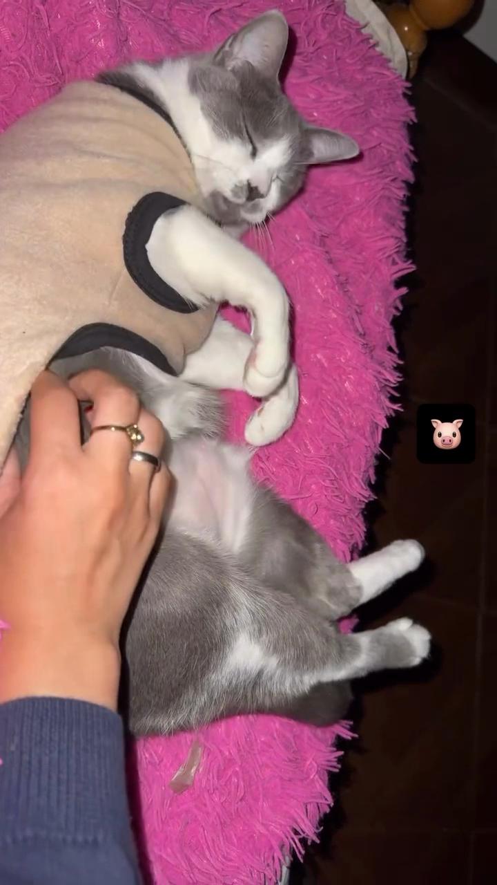 @jazzminantonellaa