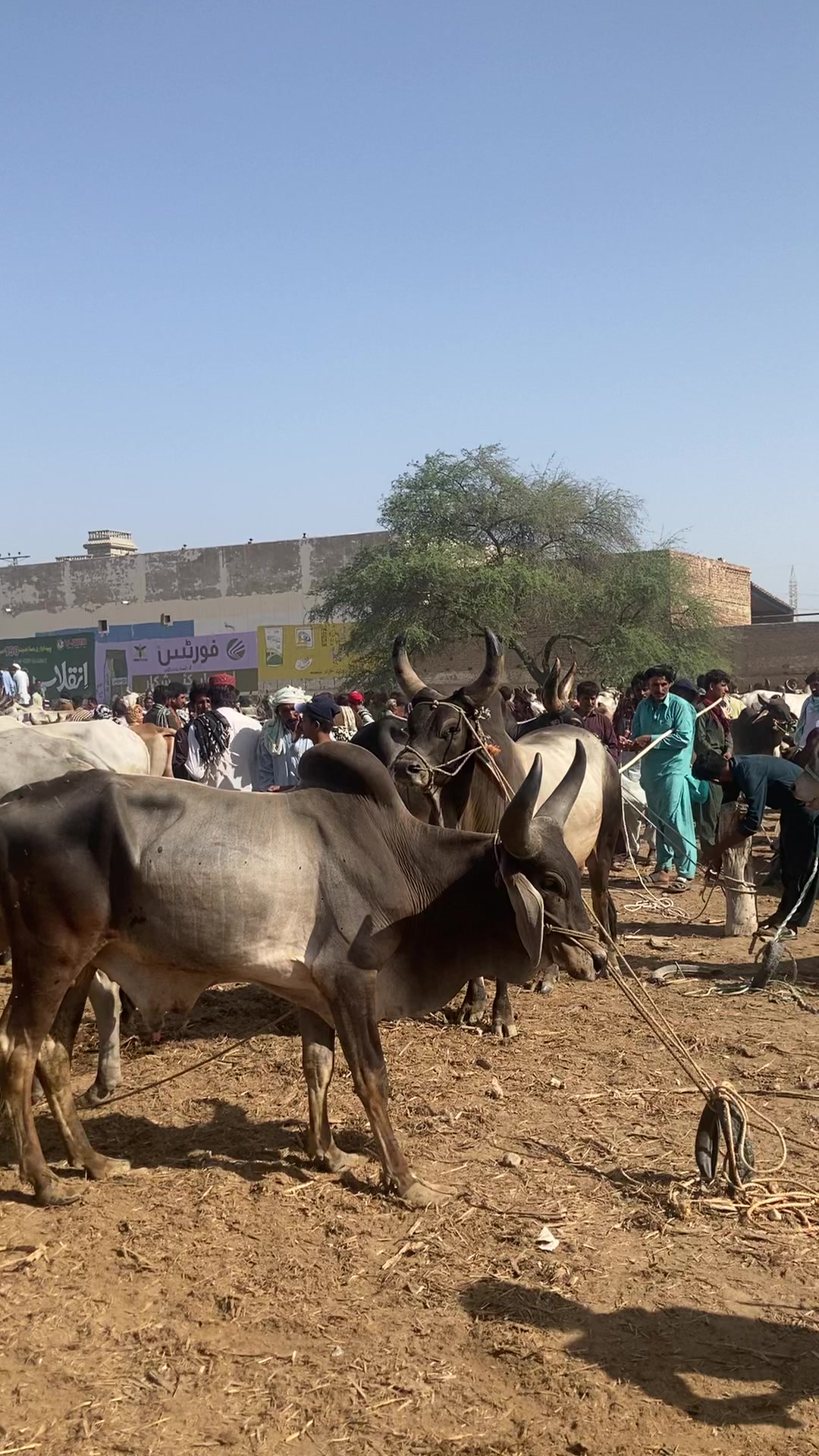 @cattle update Hyderabad