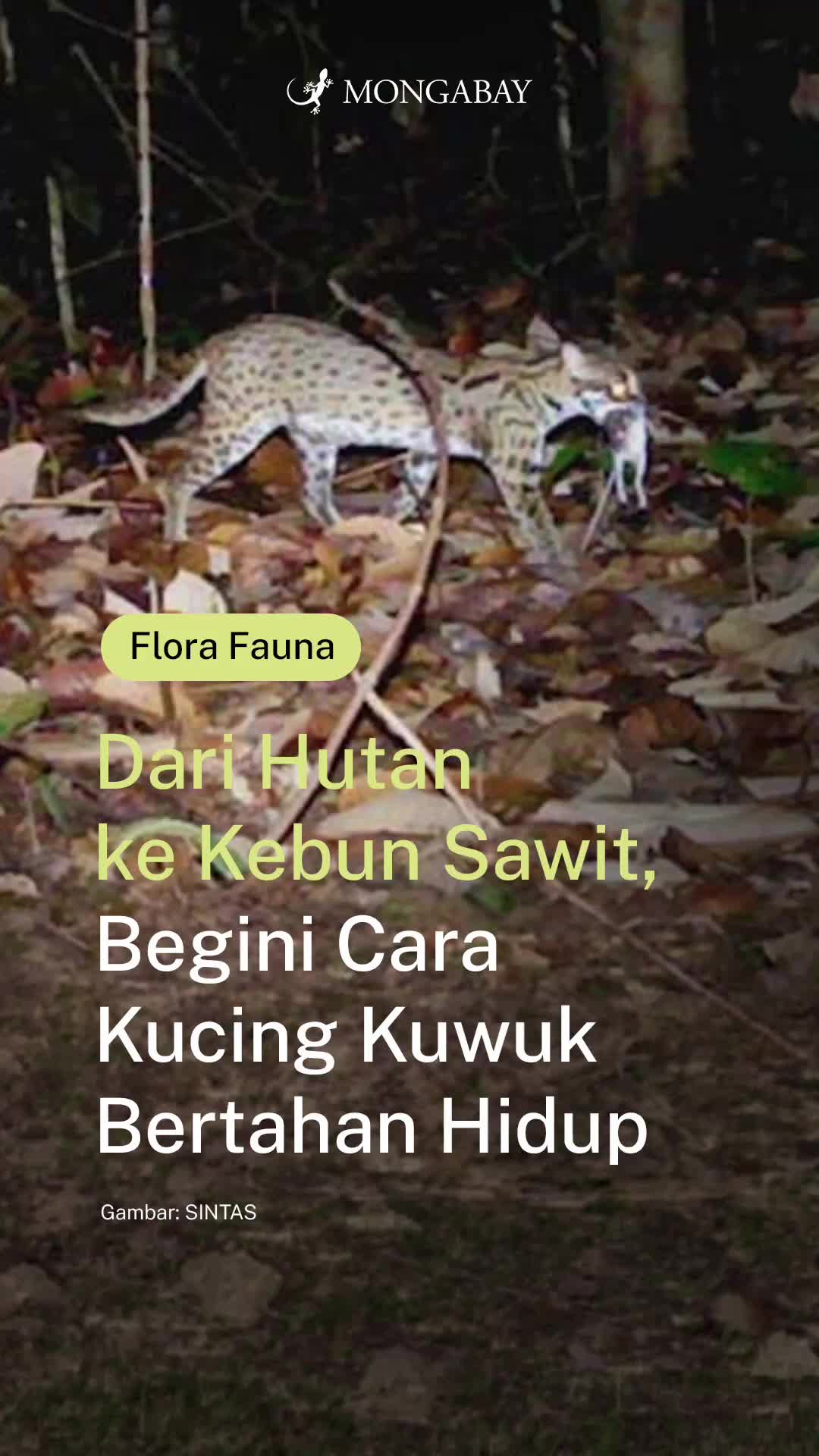 @mongabayindonesia