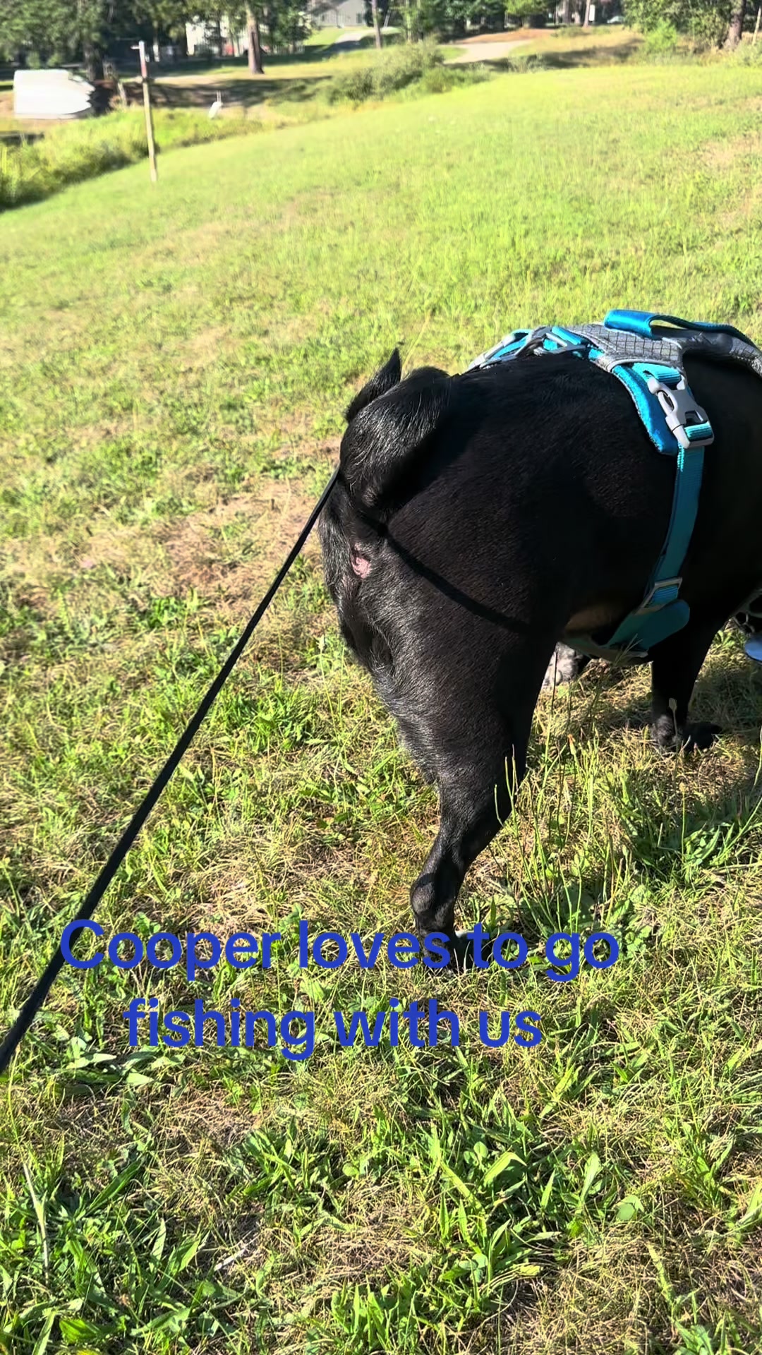 @bostonterrier7