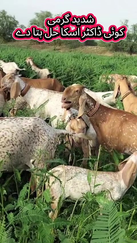 @《SIDHU}{GOAT}{FARM》