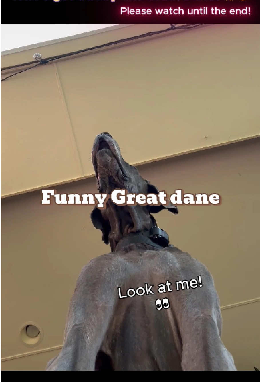 @pet.funny799